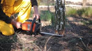 Best Arborist Consultation Services  in Goldens Bridge, NY